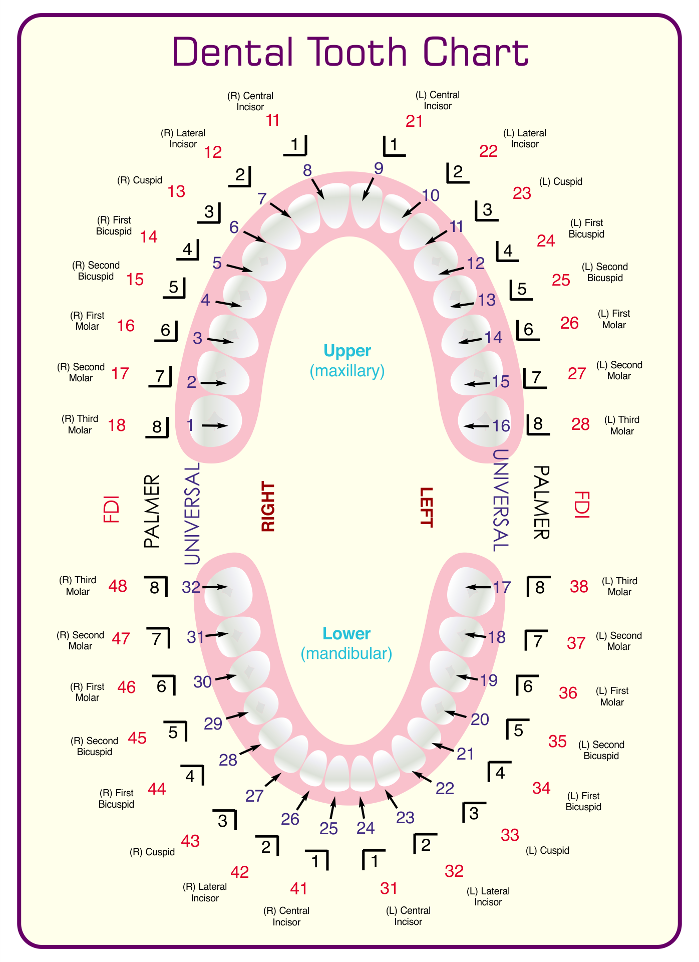Dental Tooth Chart
